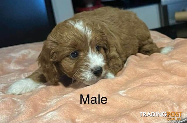 2nd gen red cavoodles