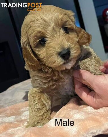 2nd gen red cavoodles