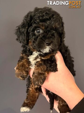 Cavoodle Pups