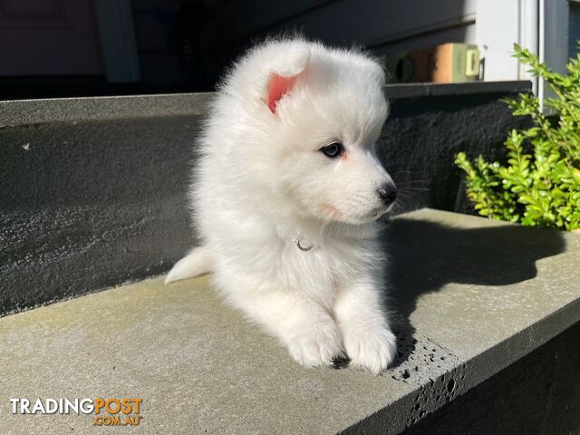 Japanese Spitz Puppie Available now