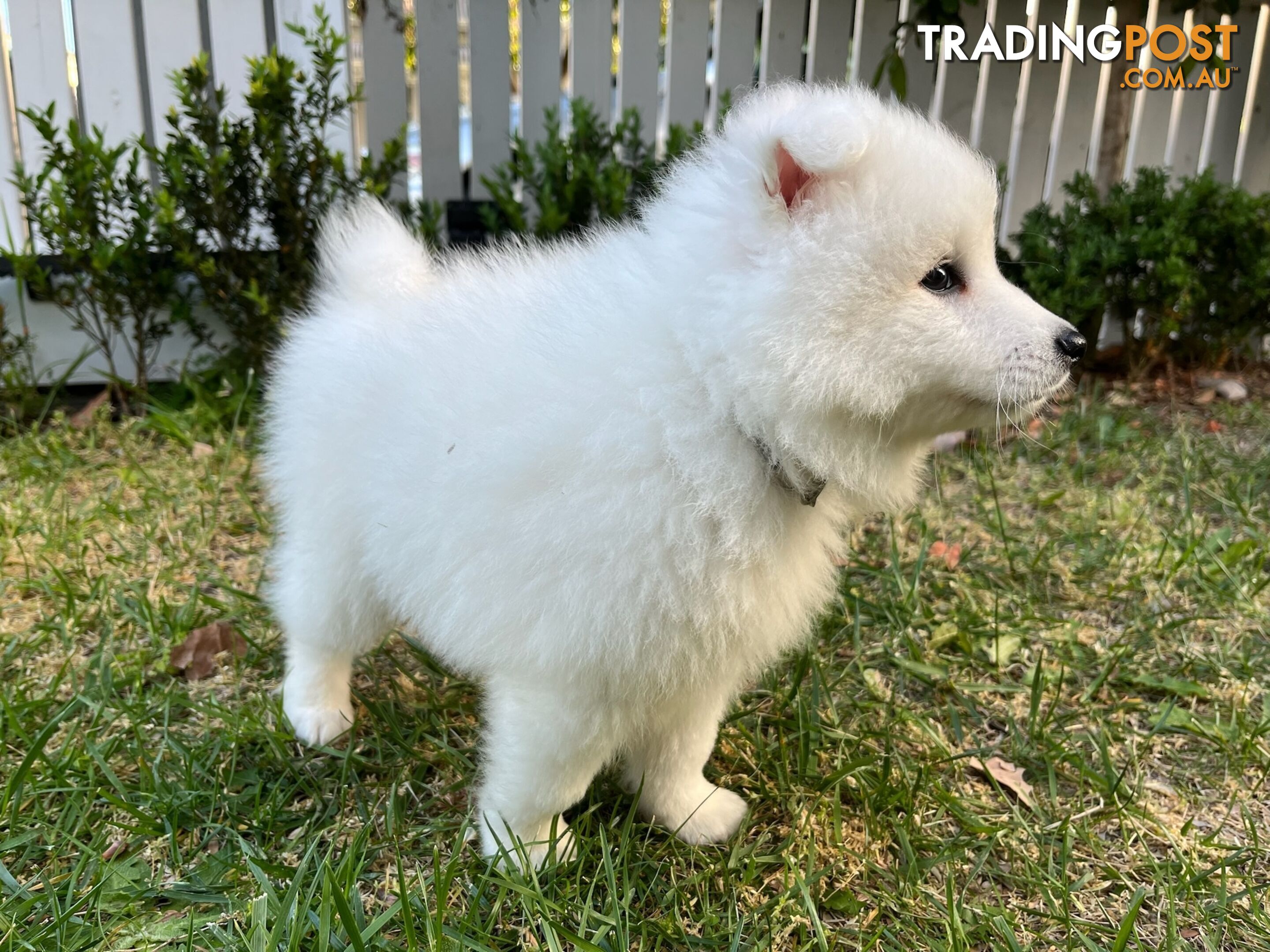 Japanese Spitz Puppie Available now