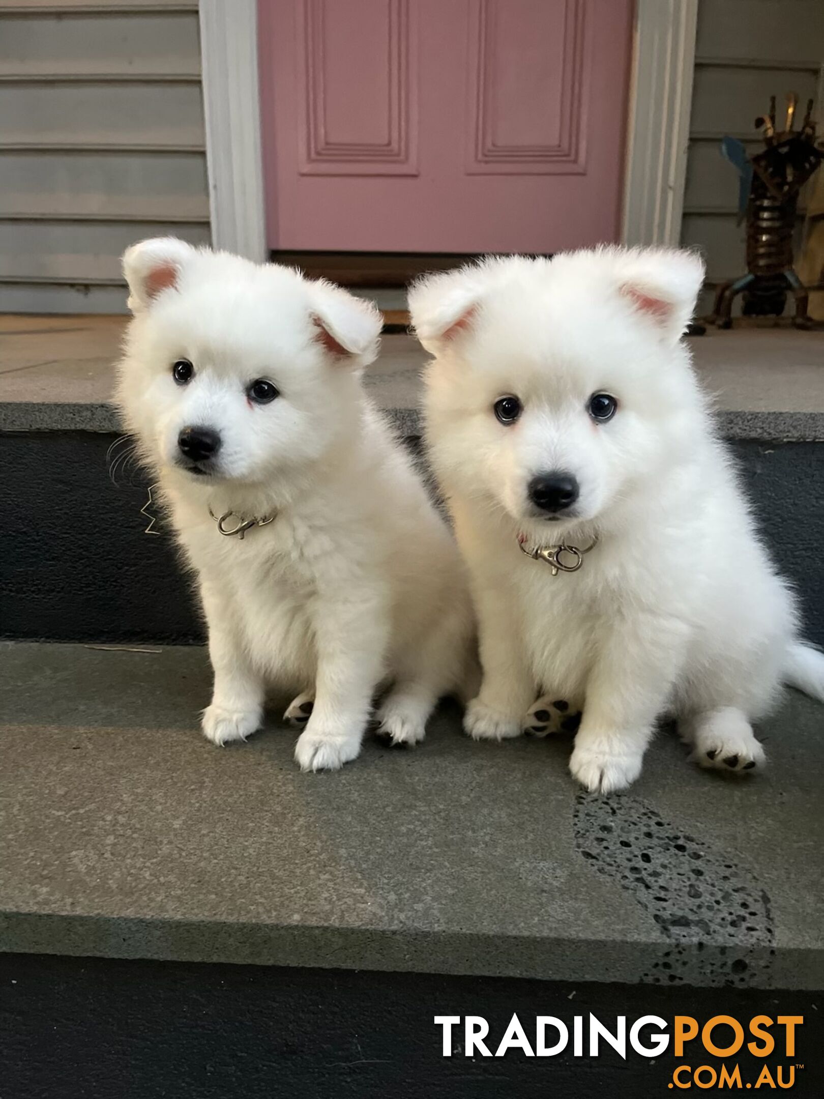 Japanese Spitz Puppie Available now