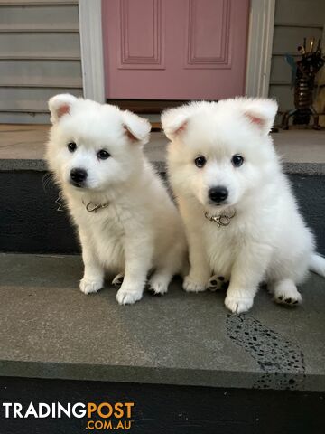 Japanese Spitz Puppie Available now