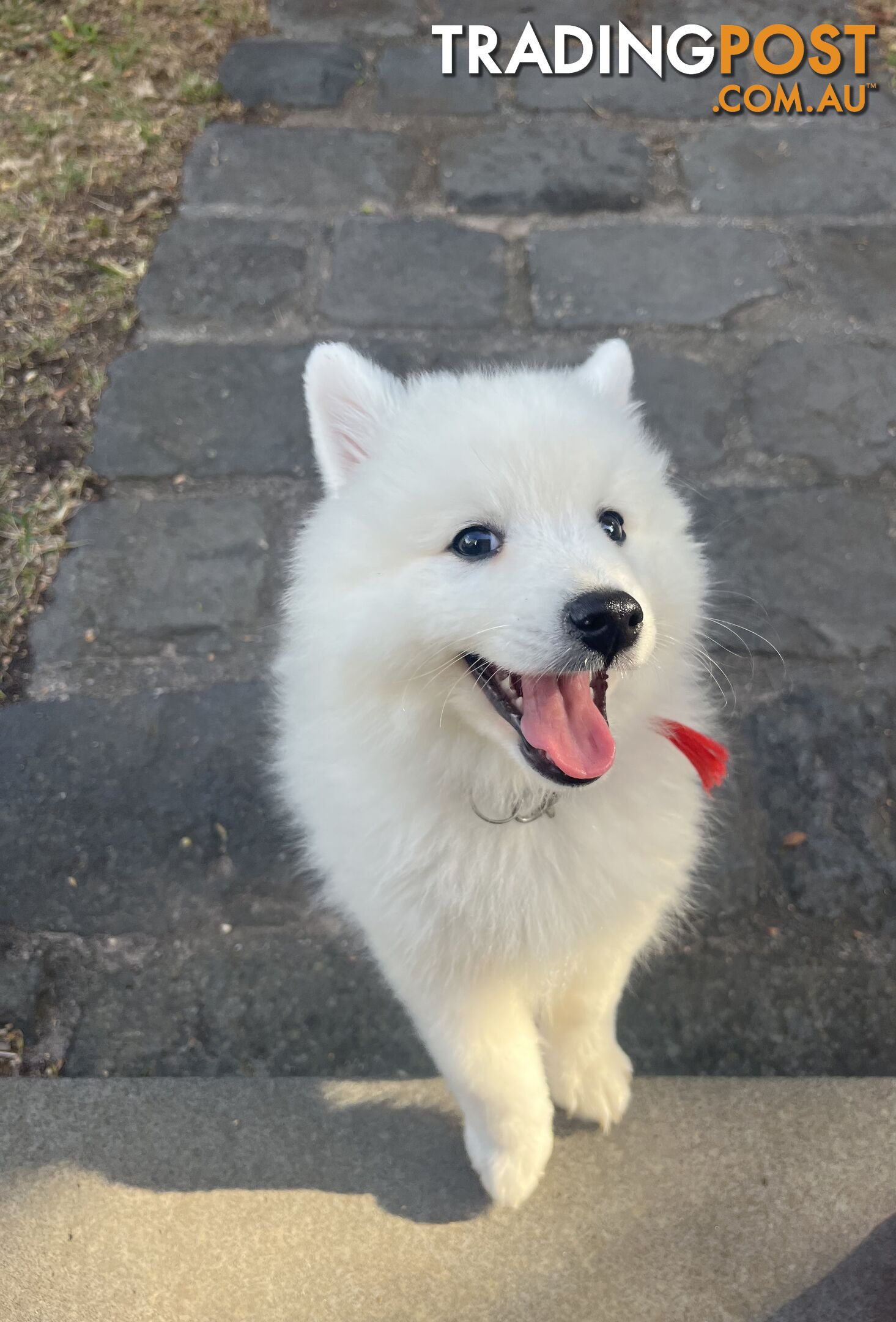 Japanese Spitz Puppie Available now