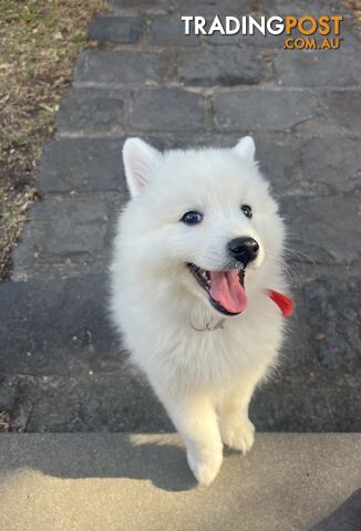 Japanese Spitz Puppie Available now