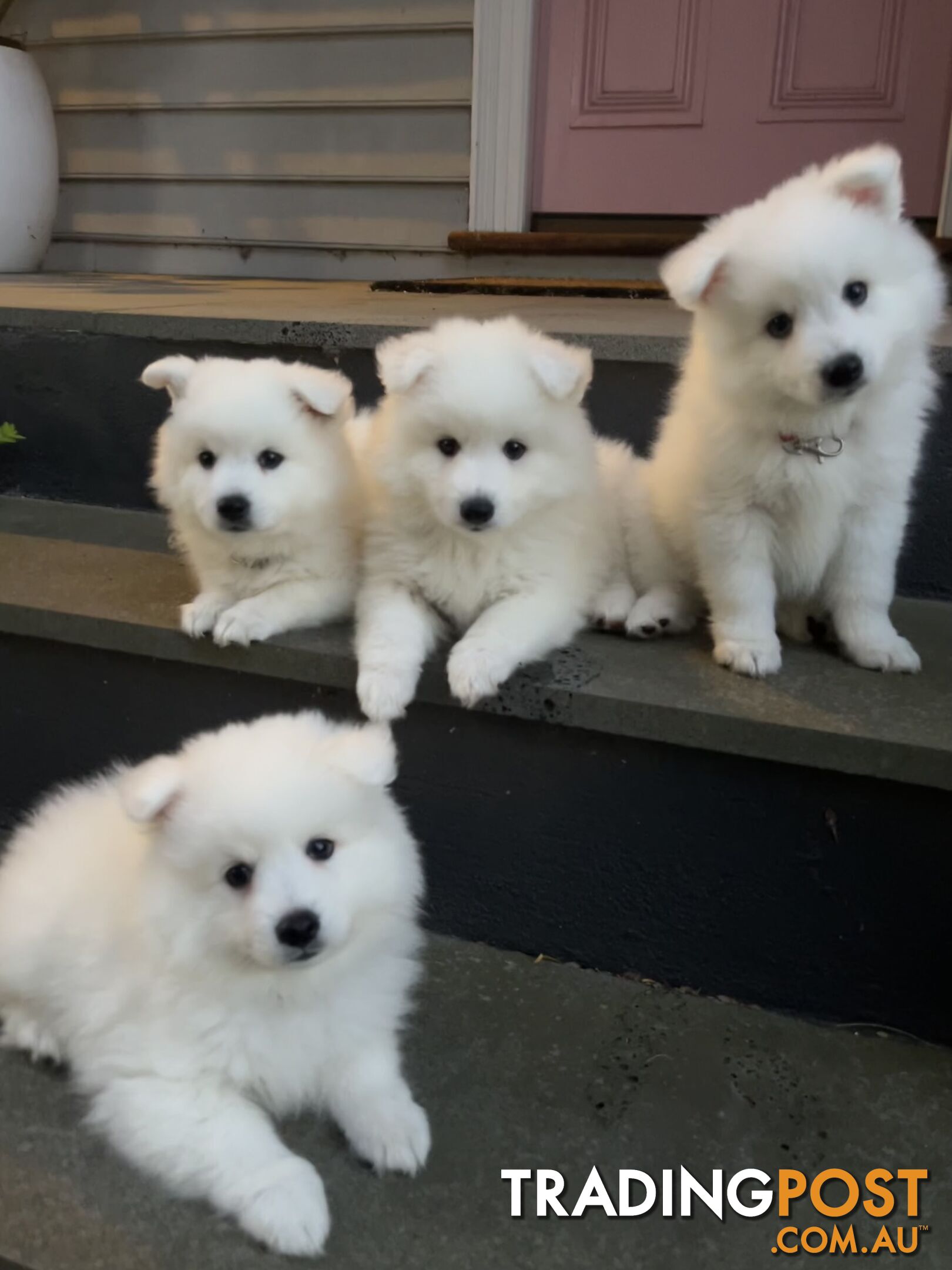 Japanese Spitz Puppie Available now