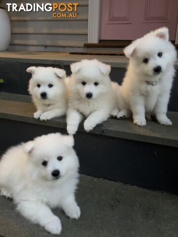 Japanese Spitz Puppies - Only 2 left