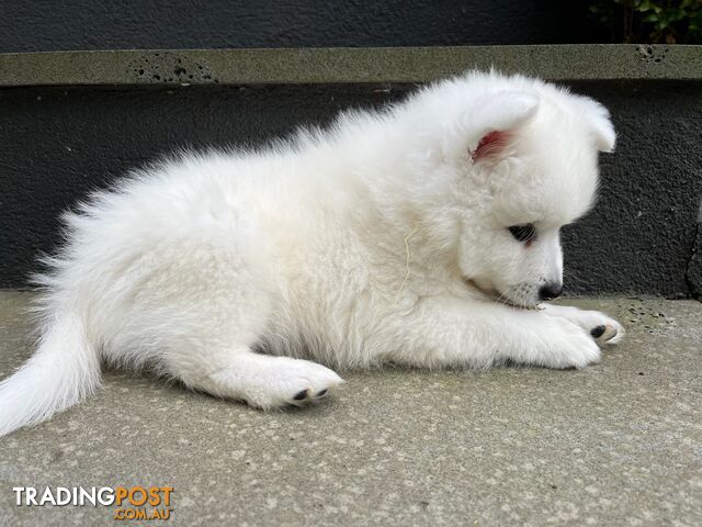 Japanese Spitz Puppie Available now