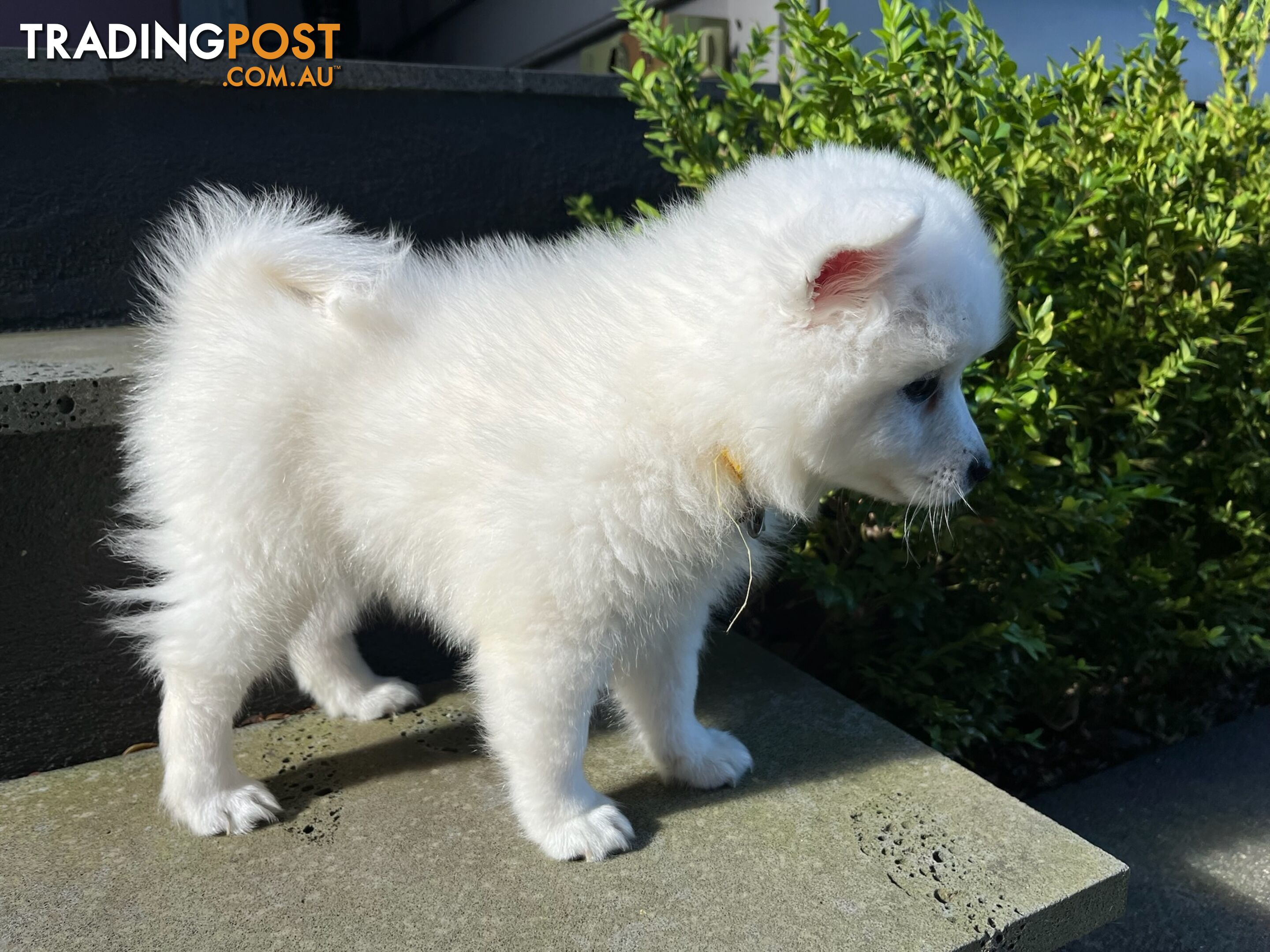 Japanese Spitz Puppie Available now