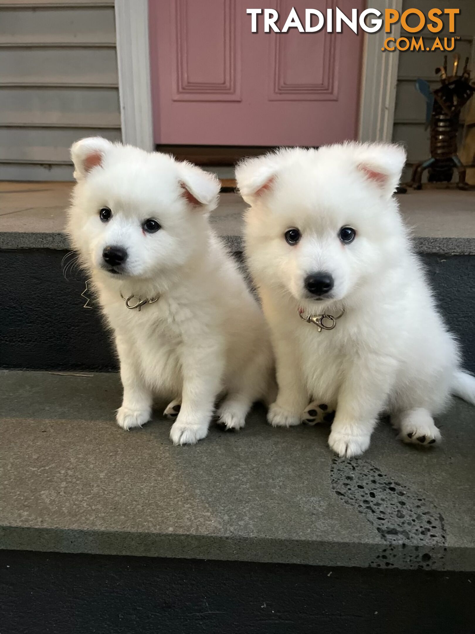 Japanese Spitz Puppie Available now