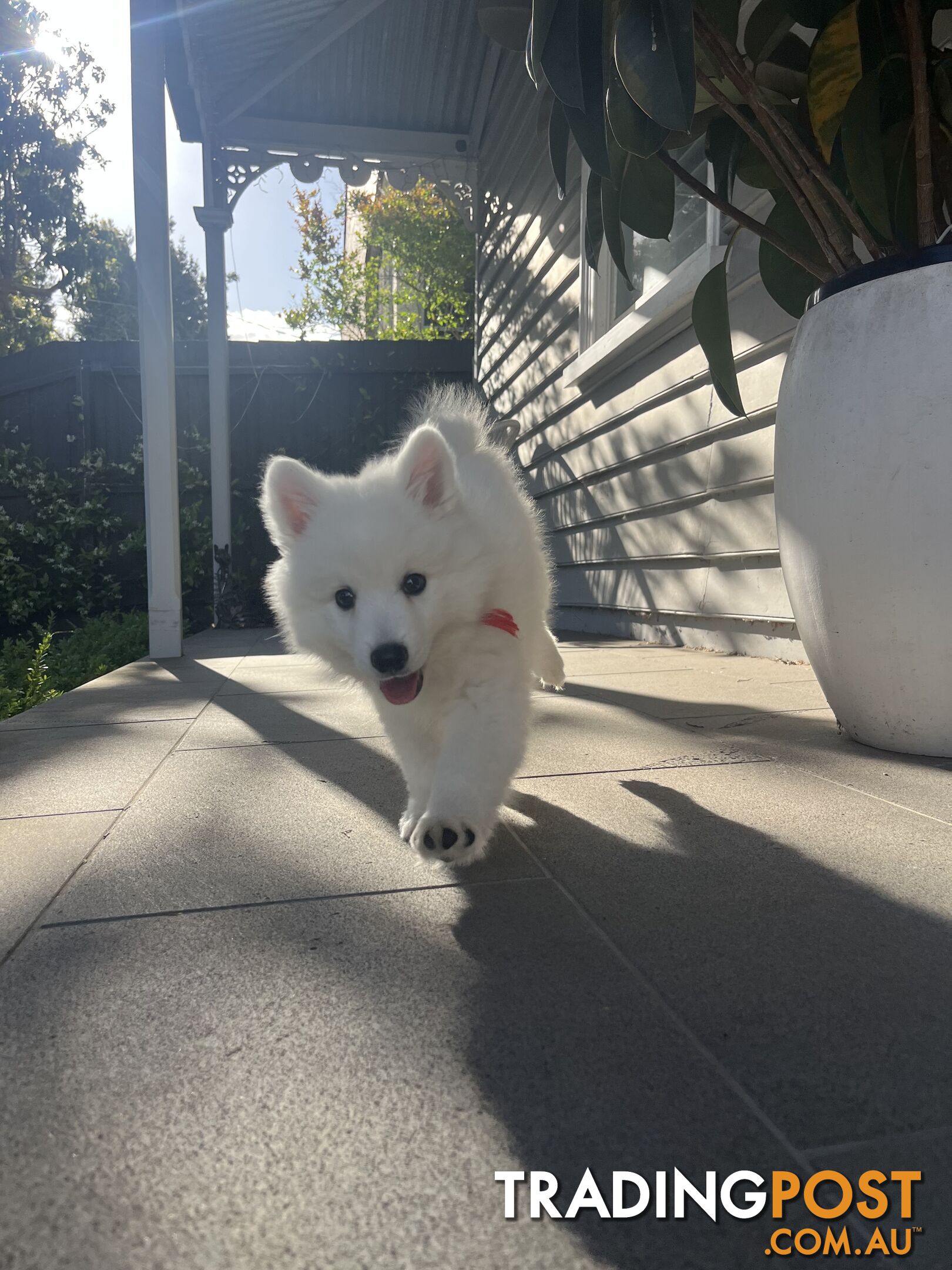 Japanese Spitz Puppie Available now