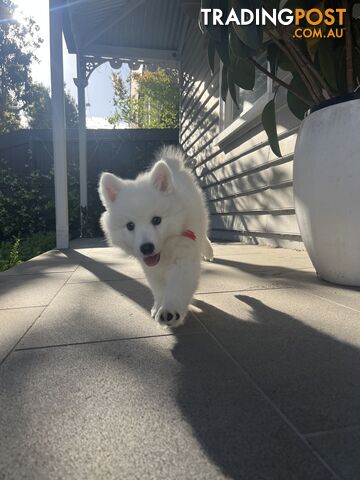 Japanese Spitz Puppie Available now