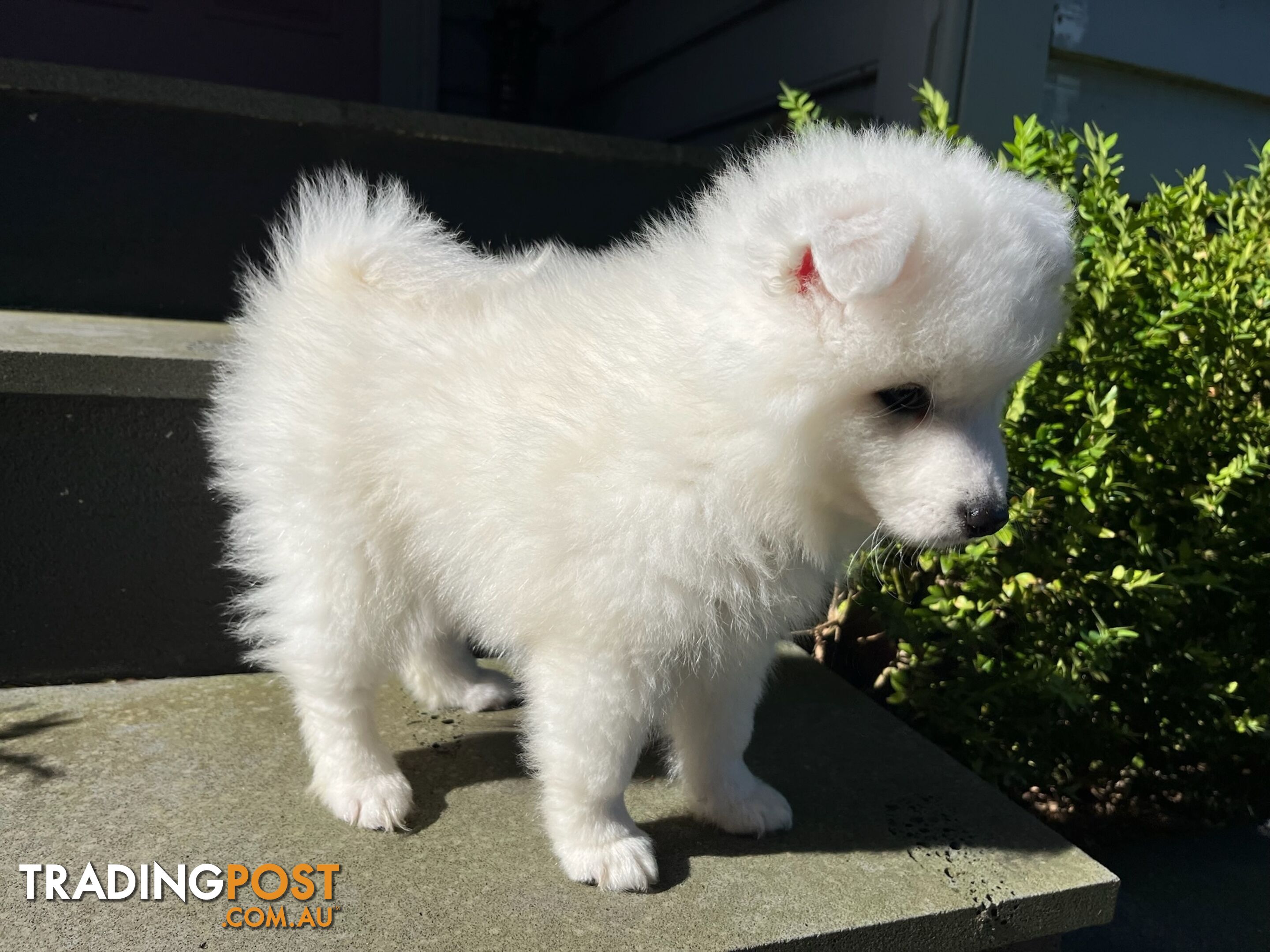 Japanese Spitz Puppie Available now