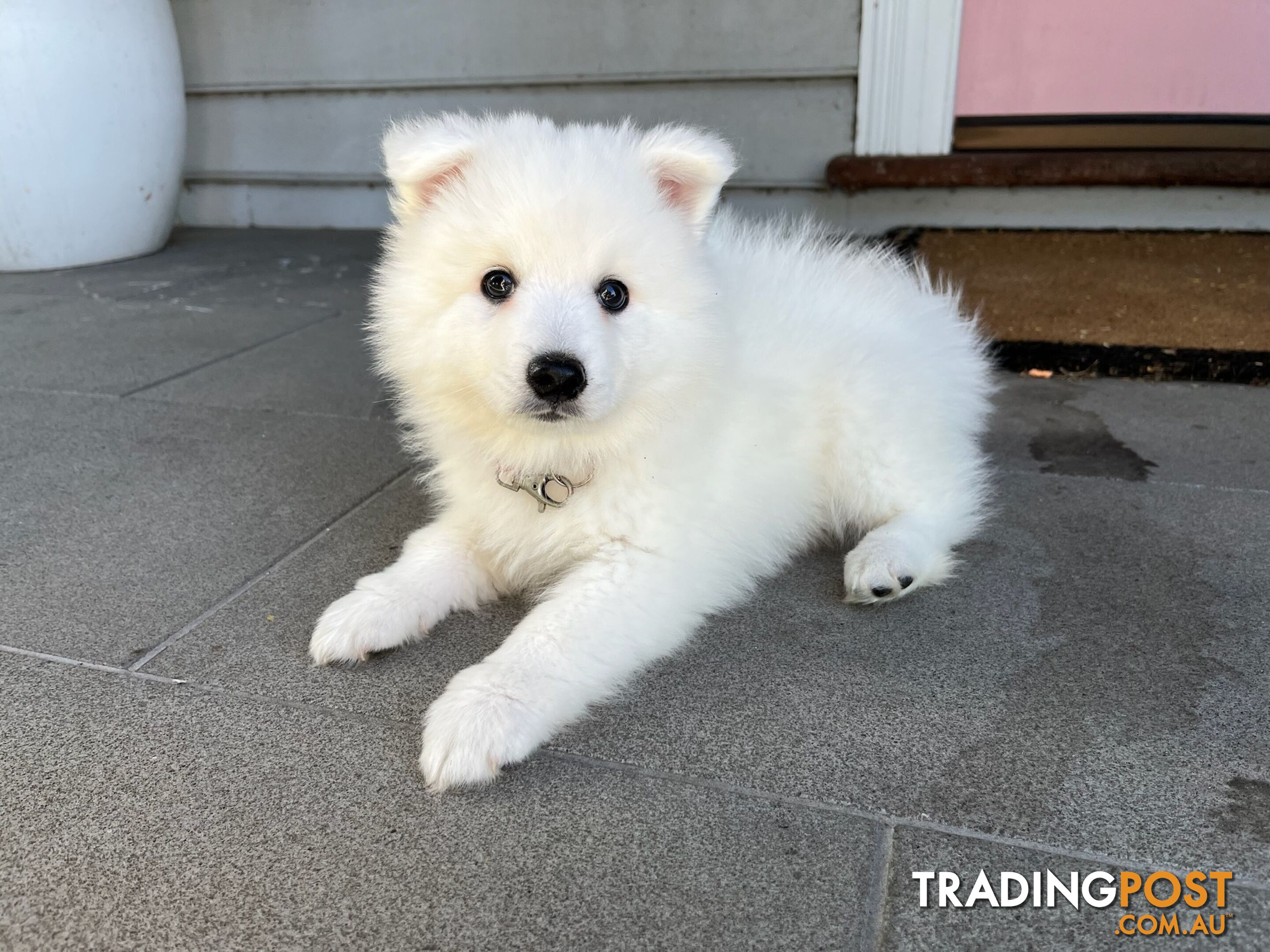 Japanese Spitz Puppie Available now