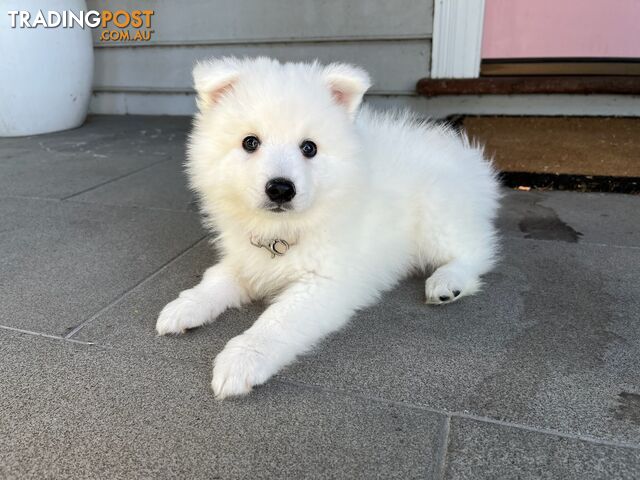 Japanese Spitz Puppie Available now