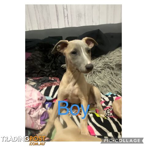 Whippet Puppies Purebred