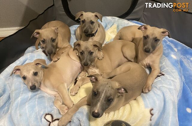 Whippet Puppies Purebred
