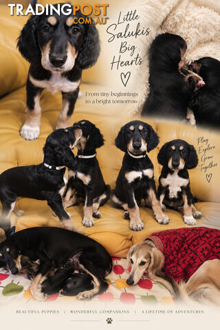 Persian Greyhound - Also Known as Saluki - Puppies