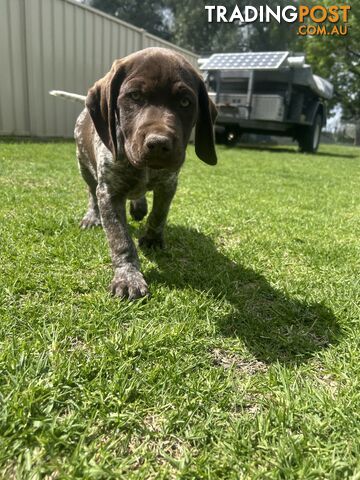 German Shorthaired Pointer Puppies for sale