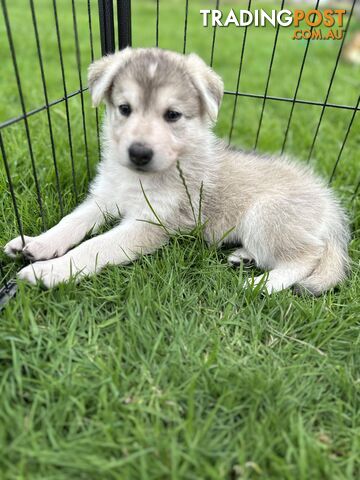 Jackalier puppies best sale for sale