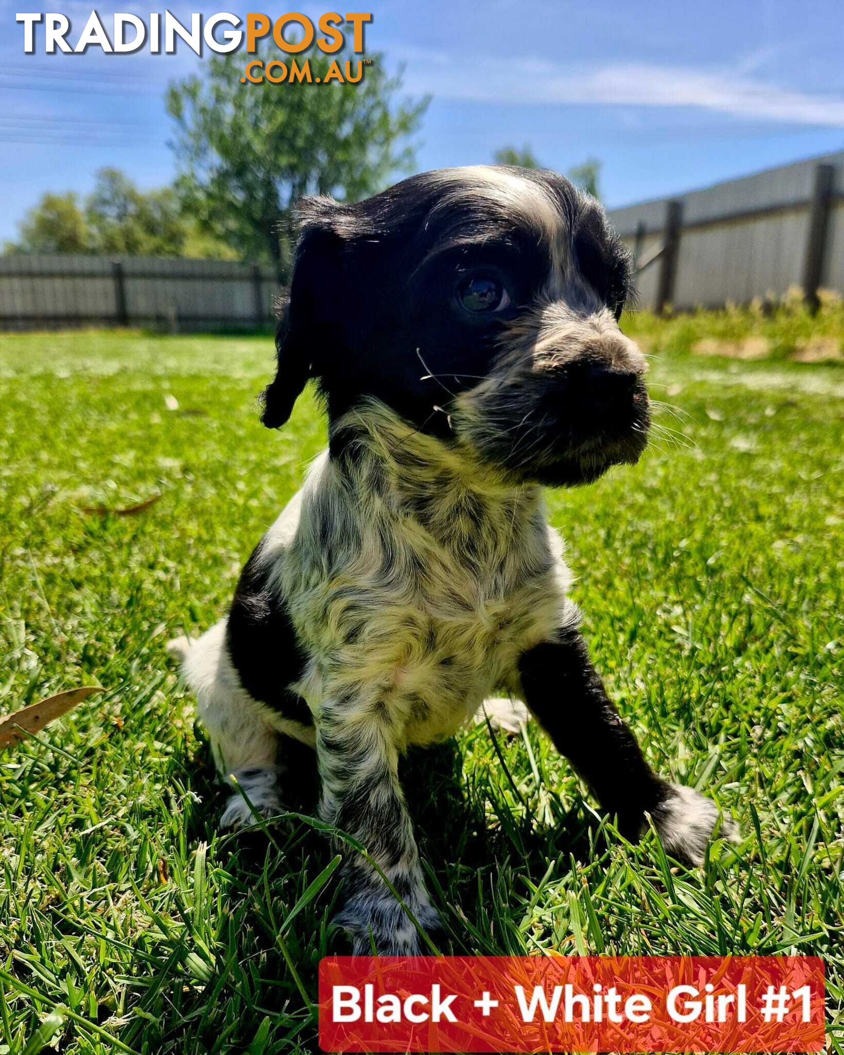 Cockalier Puppies