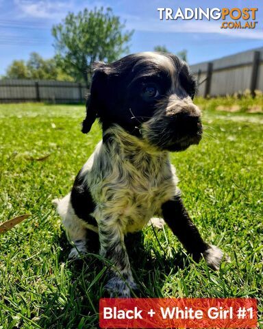 Cockalier Puppies