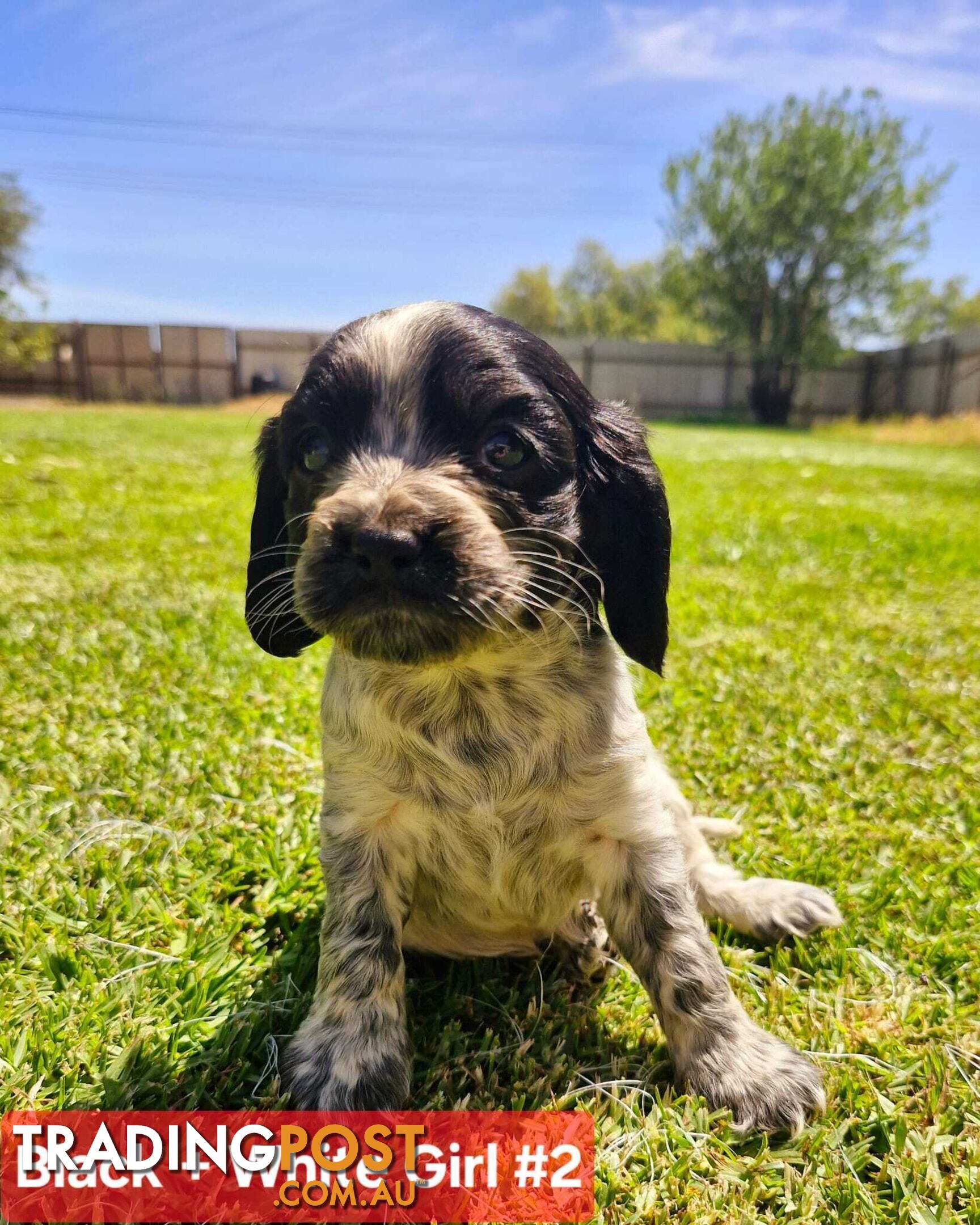 Cockalier Puppies