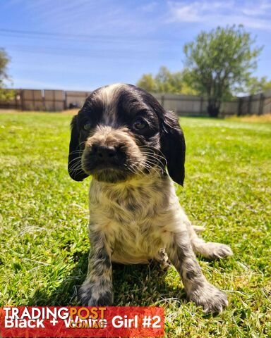 Cockalier Puppies