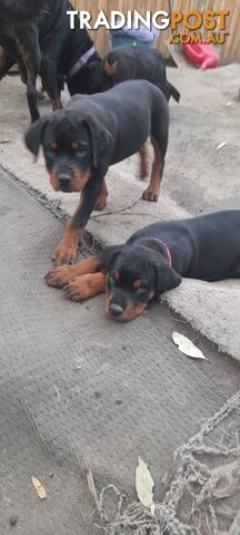 Rottweiler German pups