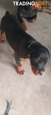 Rottweiler German pups