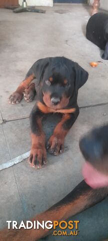 Rottweiler German pups