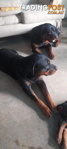 Rottweiler German pups