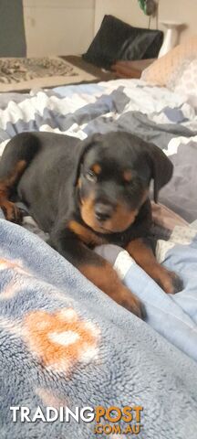 Rottweiler German pups