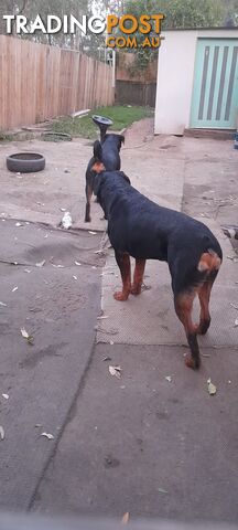 Rottweiler German pups