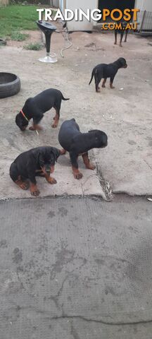 Rottweiler German pups