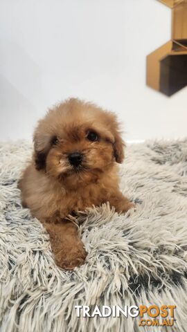 Toy Cavoodle Puppies