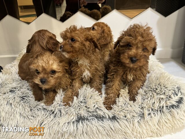 Toy Cavoodle Puppies