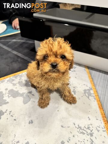 Toy Cavoodle Puppies