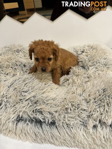 Toy Cavoodle Puppies