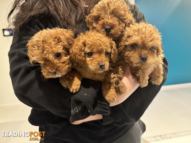 Toy Cavoodle Puppies