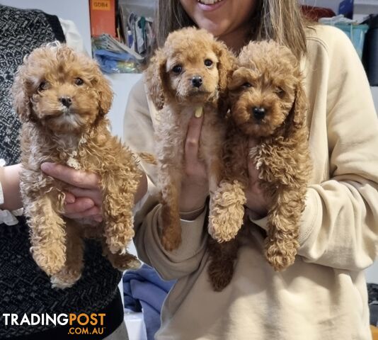 Toy Cavoodle Puppies