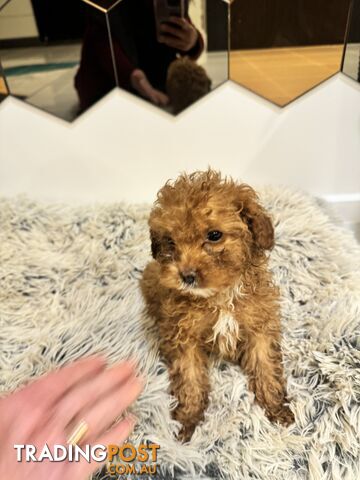 Toy Cavoodle Puppies