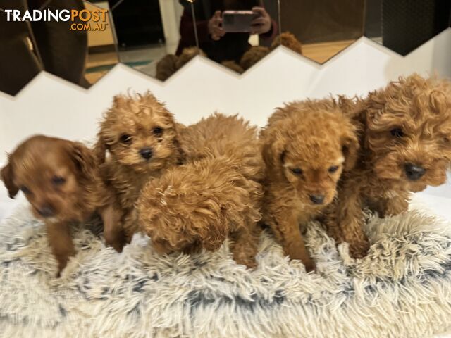 Toy Cavoodle Puppies