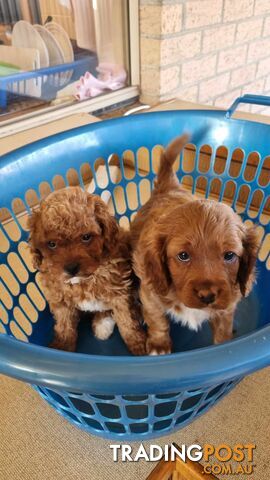 Toy Cavoodle puppies Chocolate / White