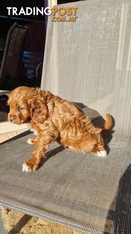 Toy Cavoodle puppies Chocolate / White