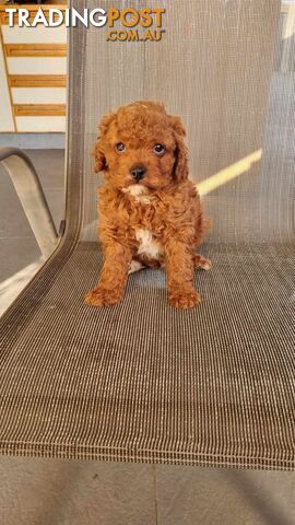 Toy Cavoodle puppies Chocolate / White