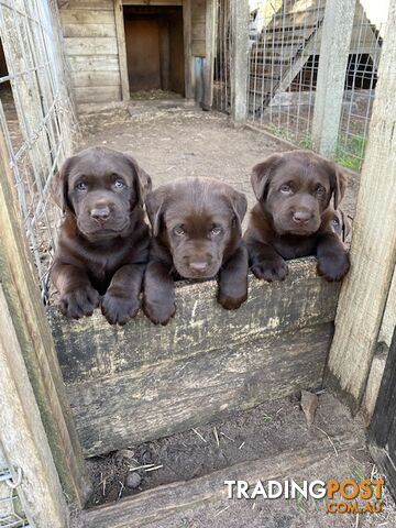 Pure bred Chocolate Labrador pups.