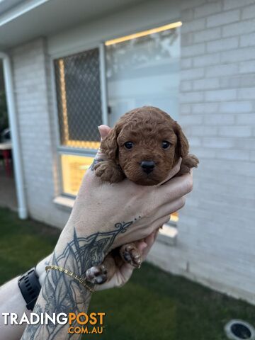Mini Cavoodle Puppies