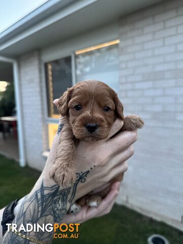 Mini Cavoodle Puppies