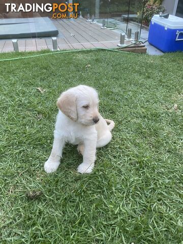 1 Labradoodle Pups for Sale F1 Last 1 Price reduced 9 weeks old